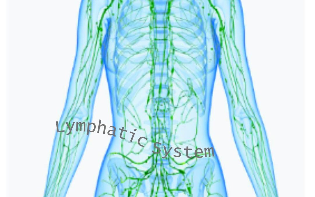 Supporting your Lymphatic System